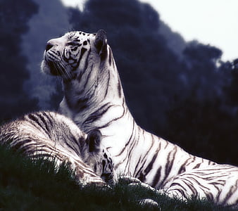 HD beautiful white tiger wallpapers | Peakpx