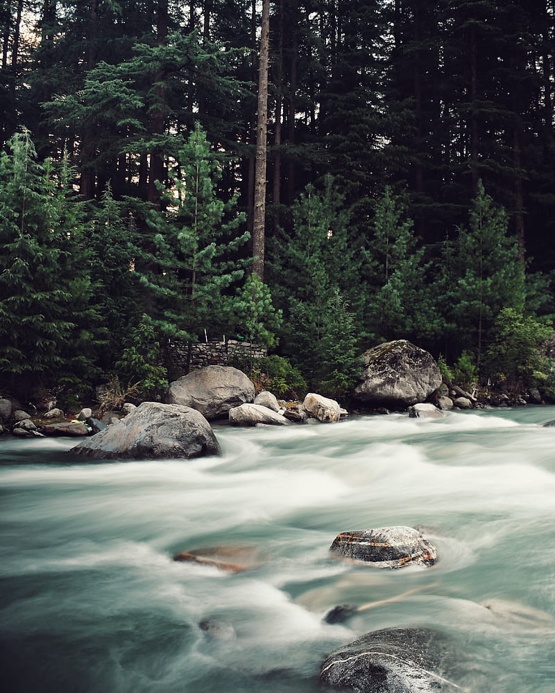 river, stones, stream, trees, spruce, forest, HD phone wallpaper