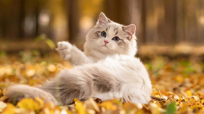 White Pussy Cat Is Lying Down On Green Dry Leaves In Blur Forest Background Cat, HD wallpaper