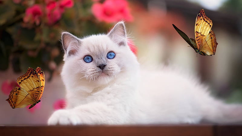 Blue Eyed Cat, Firefox theme, feline, kitty, flowers, butterflies, cat, blue eyes, HD wallpaper