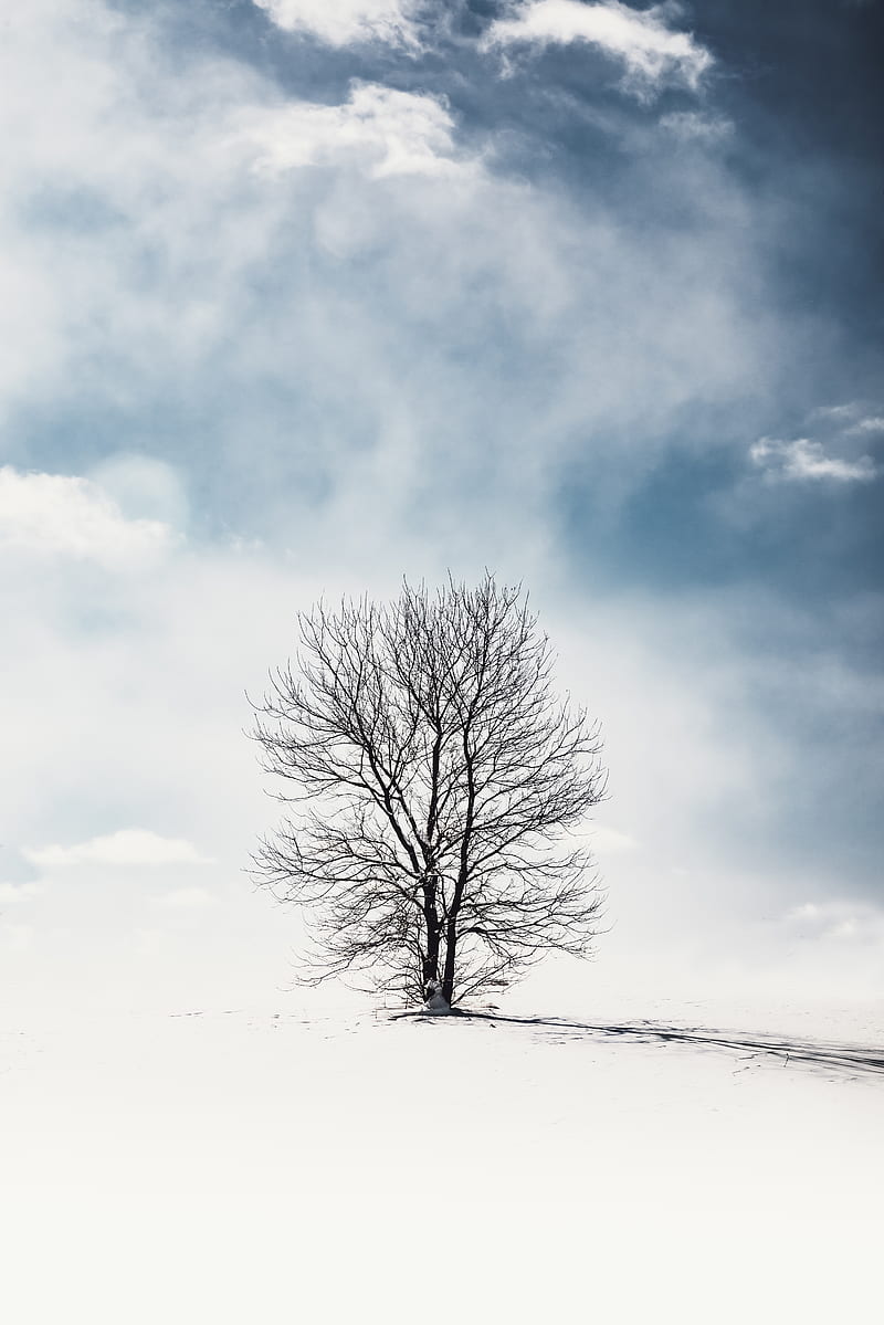 Bare Tree on Snow, HD phone wallpaper
