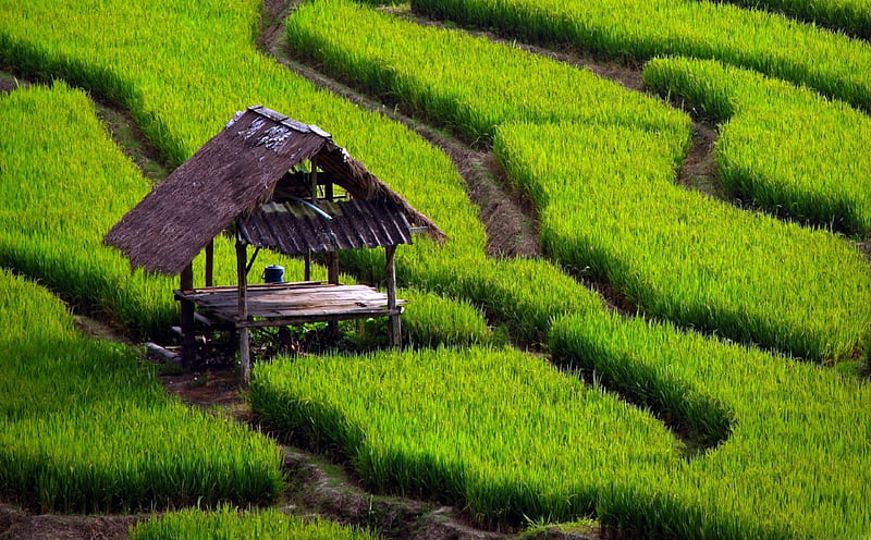 Rice Field, rice, green, china, nature, fields, bonito, HD wallpaper
