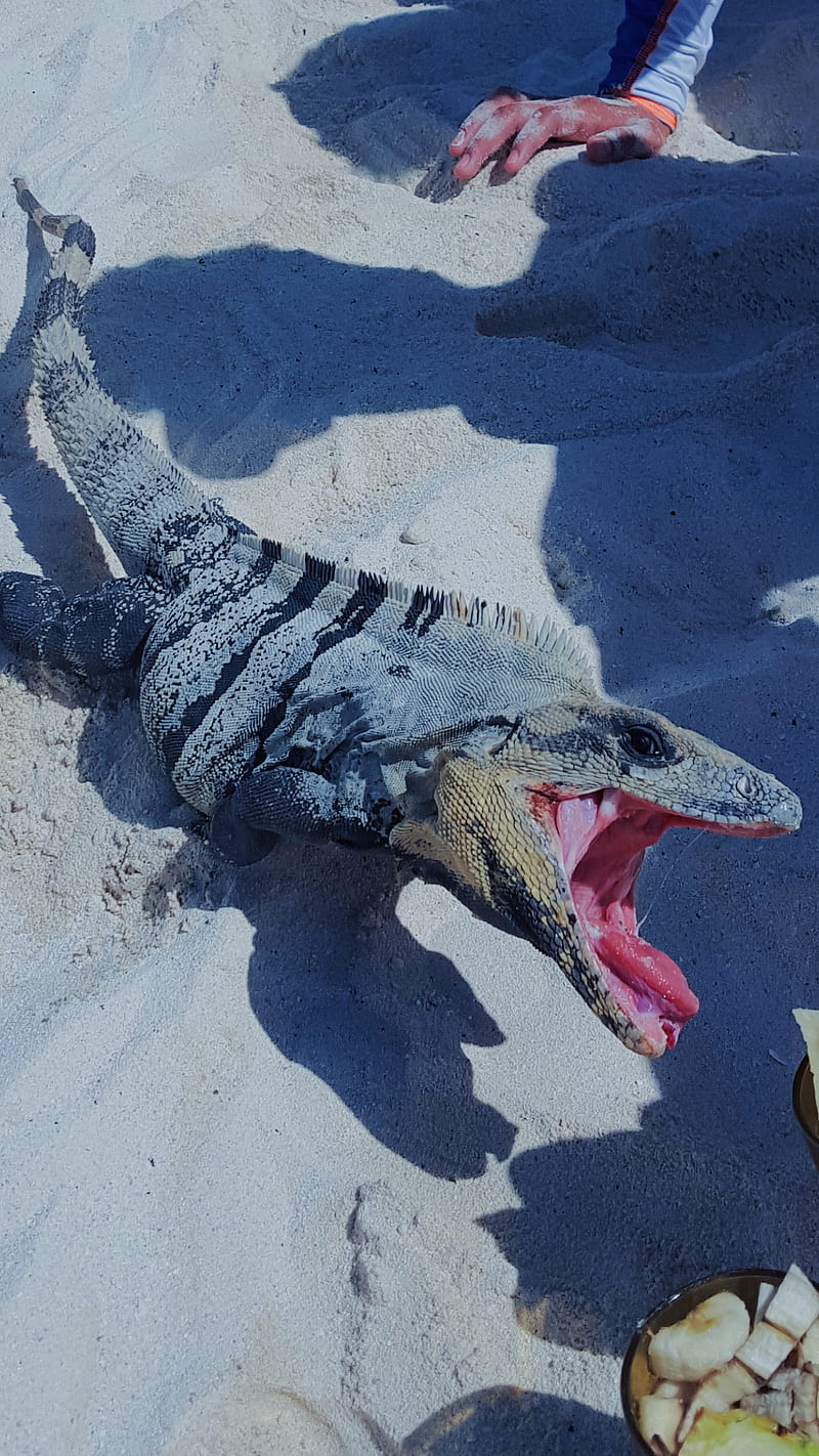 Iguana Rex, animal, banana, beach, nature, reptile, reptiles, sand, HD phone wallpaper