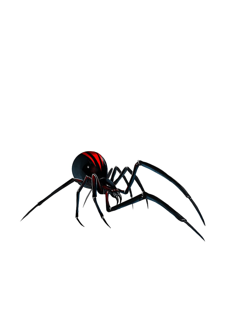 SPIDER, insects, spiders, nature, black widow, HD phone wallpaper | Peakpx