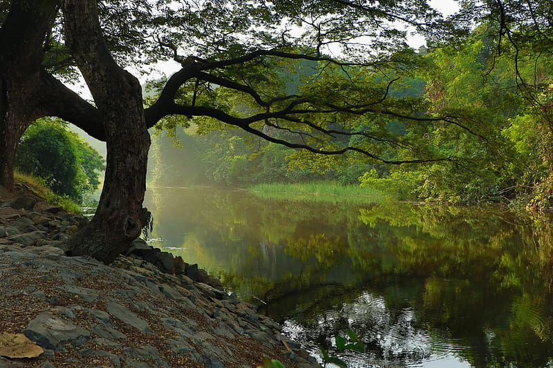 A tree at a river, Snapshot, Foto, Outside, Nature Trees, River, graph, Tree, graphy, reflections, HD wallpaper