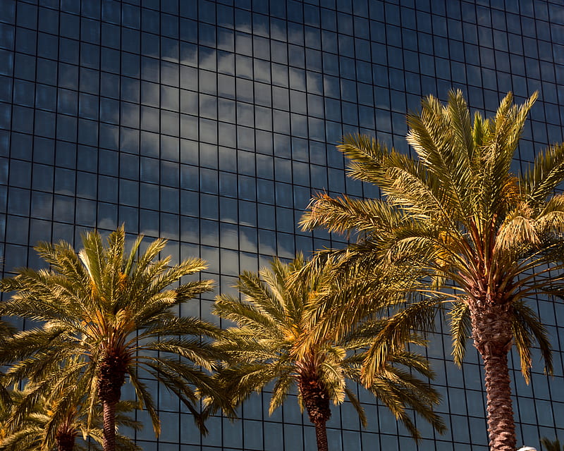 palms, trees, building, architecture, HD wallpaper