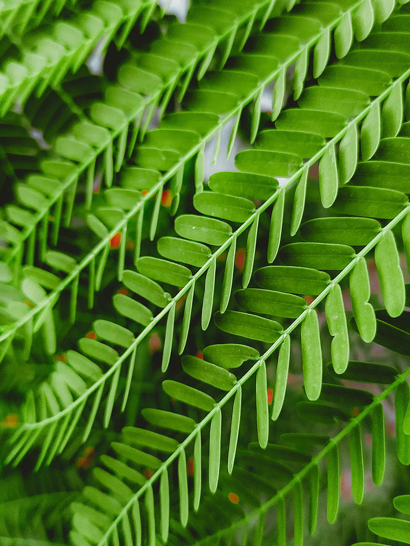 Green Leaves in Macro Lens, HD phone wallpaper