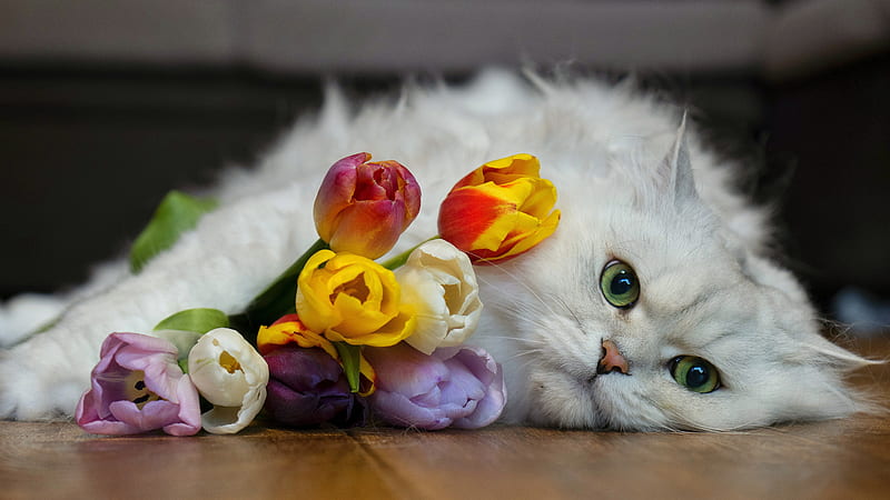 White Cat Is Lying Down On Floor Near Colorful Tulip Flowers Cat, HD wallpaper