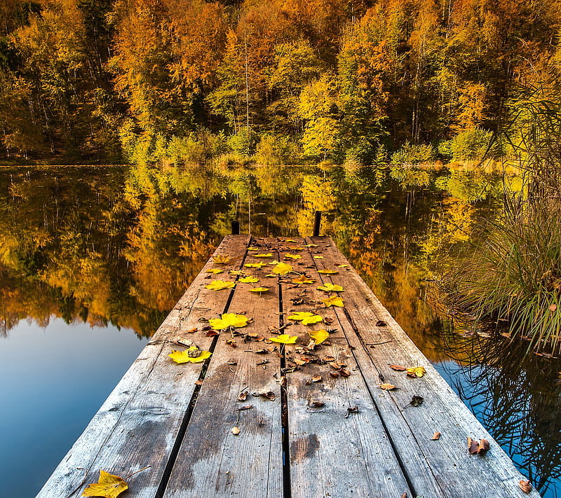 Lake, forest, pier, HD wallpaper | Peakpx