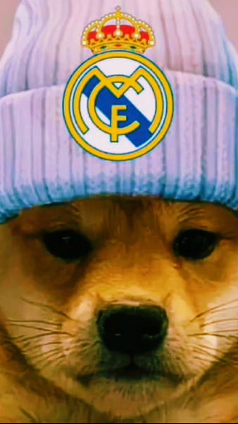 HD real madrid dog wallpapers | Peakpx