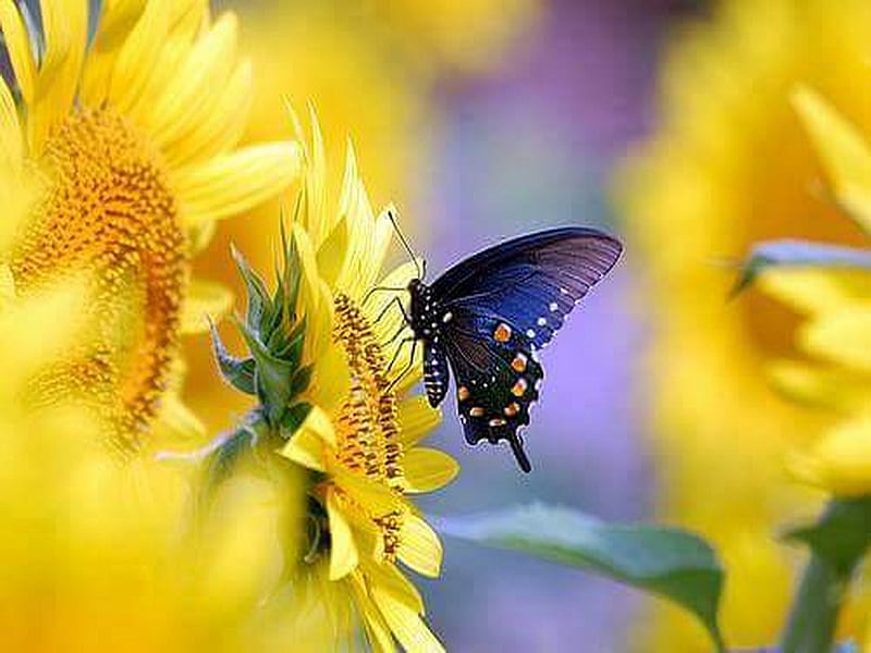 To touch the sun, black, butterfly, sunflowers, blue, HD wallpaper