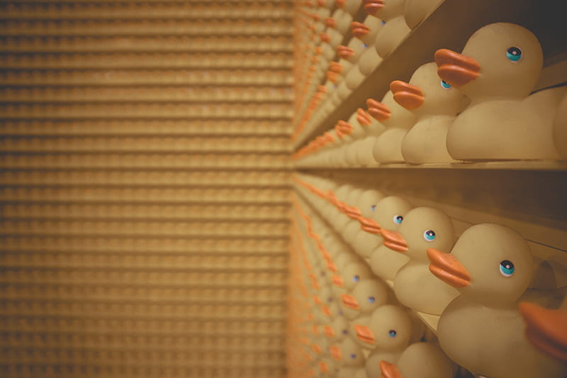 Lined Up of Rubber Duck on Shelf, HD wallpaper