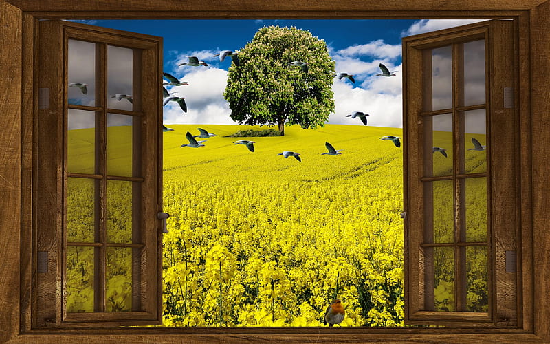Spring in nature, Birds, Rape, Window, Field, Tree, Flowers, Art, Blossom, HD wallpaper