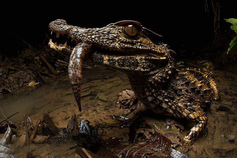 Animal, Caiman, Crocodile, Reptile, HD wallpaper