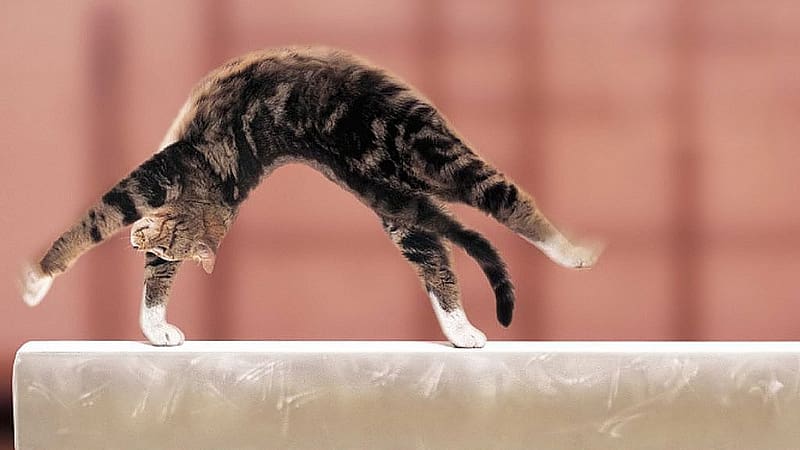 Cats, Cat, Humor, Acrobatics, HD wallpaper
