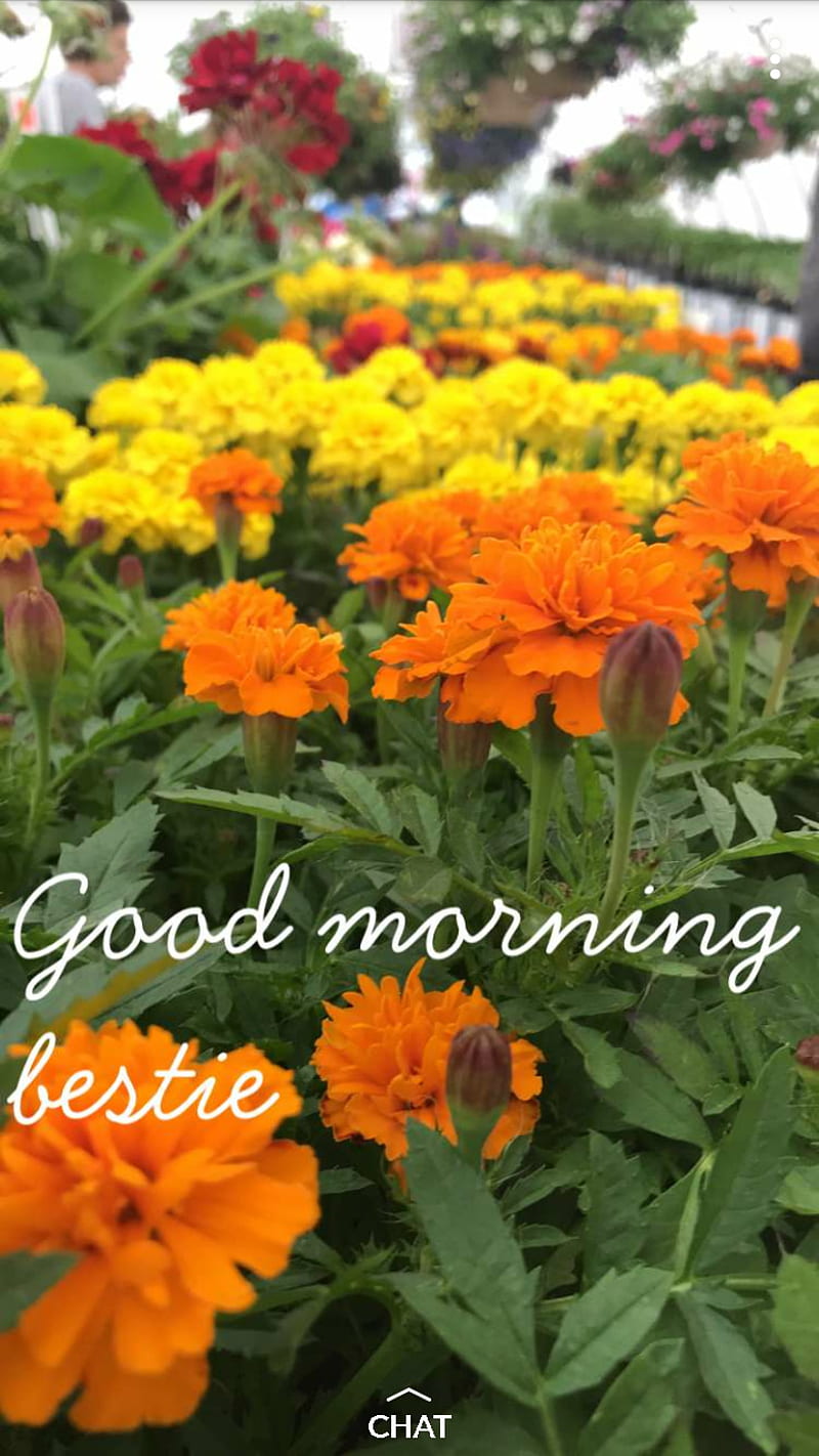 Morning Bestie, bestie, flowers, morning, HD phone wallpaper
