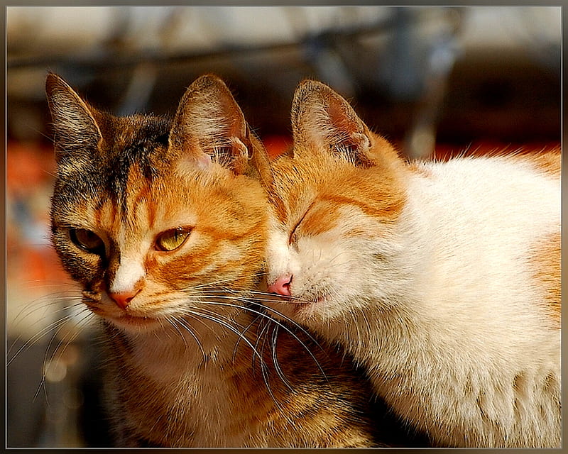 WHEN I NEED YOU..., felines, touching, pets, loving, cute, love, passion, care, cats, HD wallpaper