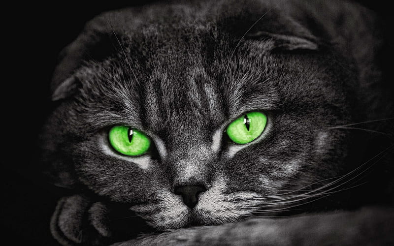 Black Scottish Fold cat with green eyes, domestic cat, pets, black cat, Scottish Fold, cute animals, cats, Scottish Fold Cat, HD wallpaper