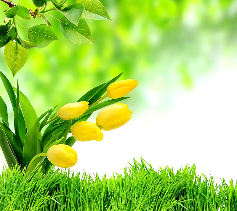 Green Spring, flowers, leaves, tulips, HD wallpaper