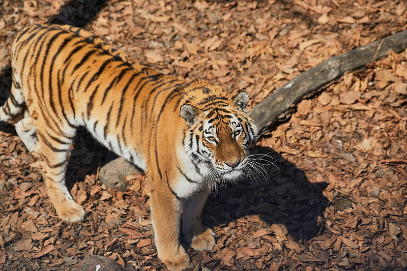 tiger, animal, predator, brown, striped, HD wallpaper