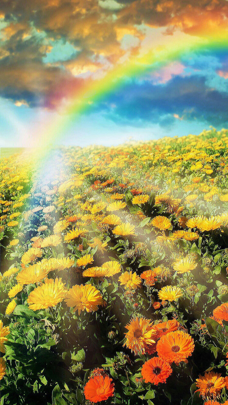 Flowers, cloud, field, flower, nature, rainbow, HD phone wallpaper