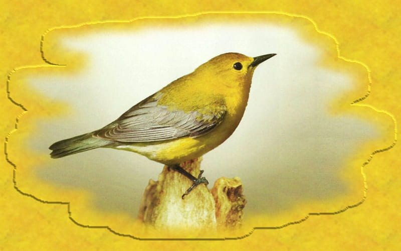 Prothonotary Warbler, prothonotary, warbler, animal, graphy, bird, avian, wide screen, wildlife, HD wallpaper