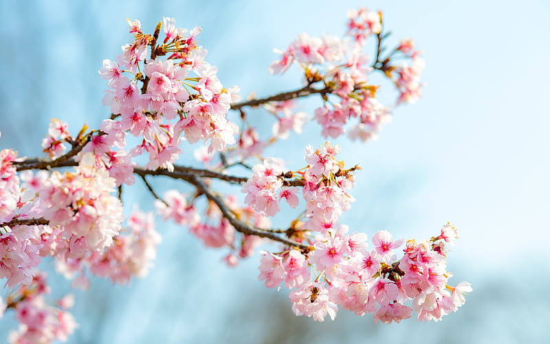 sakura, cherry blossoms, pink flowers, spring, cherry, HD wallpaper