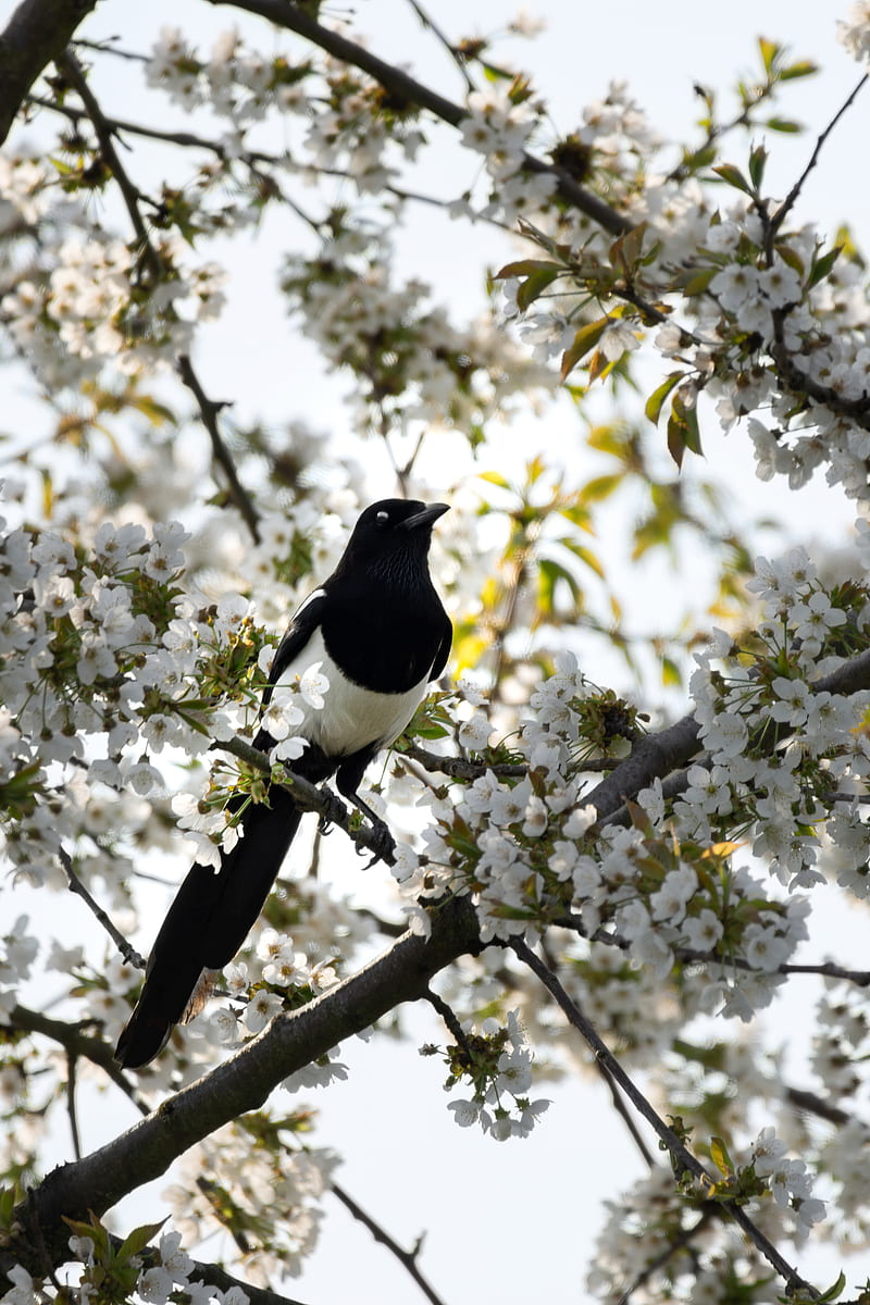 magpie, bird, flowering, branch, HD phone wallpaper
