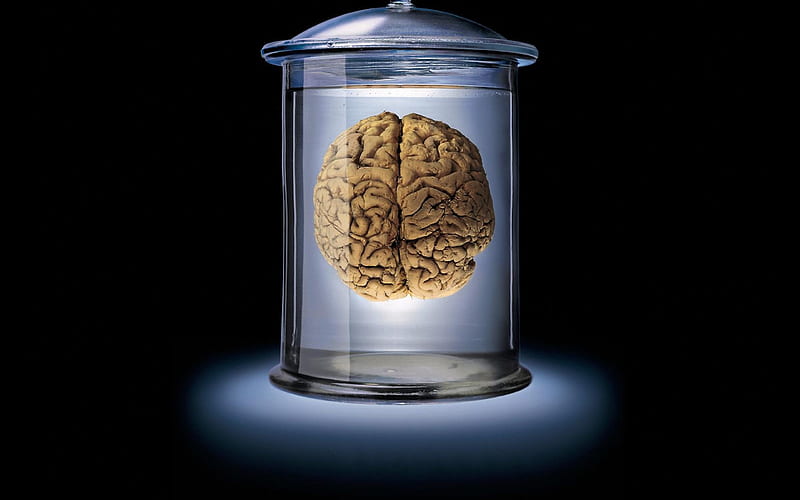 brain in glass, glass, lid, brain, jar, HD wallpaper