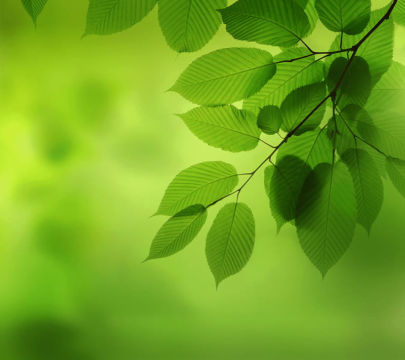 Nova 2, green, huawei, leaves, lockscreen, macro, nature, stoche, HD wallpaper