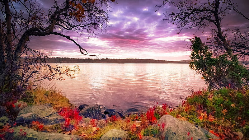Beautiful autumn morning on the lake, orange, background, clouds, cenario, nice, stones, scenario, reflection, early, sky, trees, panorama, water, tranquil, cool, purple, awesome, violet, great, landscape, fall, red, scenic, autumn, brown, 1920x1080, gray, bonito, leaves, green, stone, mirror, scenery, blue, tranquility, amazing, reflex, horizon, lakescape, view, colors, maroon, lake, leaf, plants, nature, lakeshore, branches, scene, HD wallpaper
