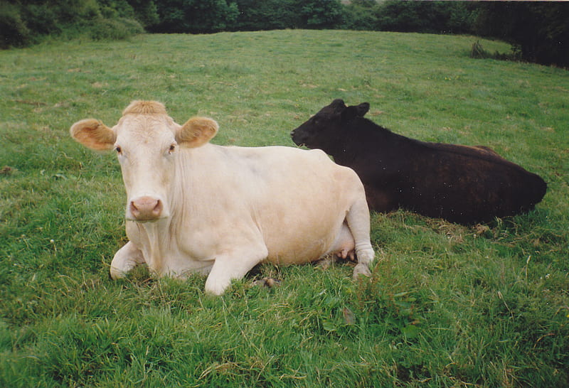 Two Cows, somerset, cow, green, england, calf, HD wallpaper