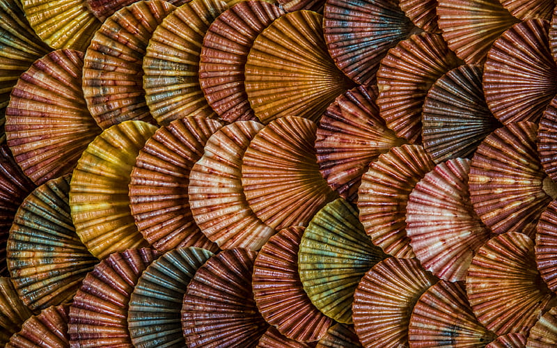 shells textures macro, background with shells, seashells, shells, seashells texture, HD wallpaper