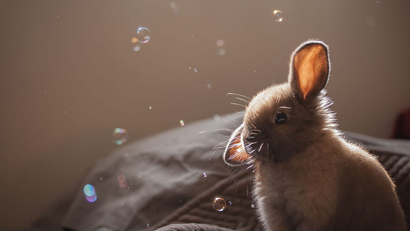 Cute Rabbit 2, rabbit, cute, animals, HD wallpaper