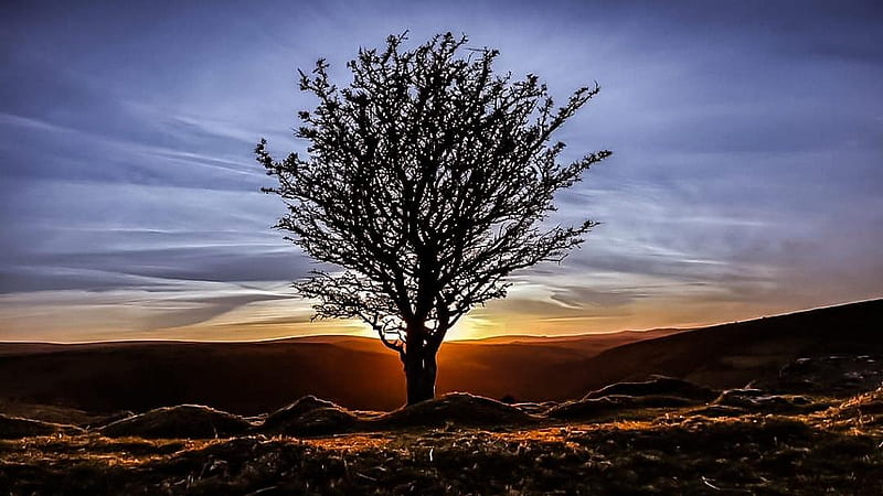 Sunset over Dartmoor, England, tree, clouds, sky, landscape, HD wallpaper