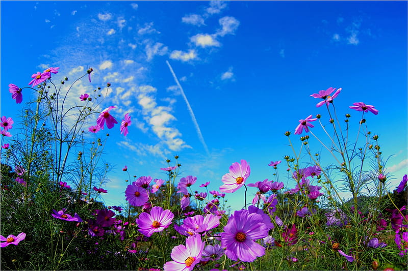WILD FLOWERS, wild, summer, flowers, nature, field, HD wallpaper