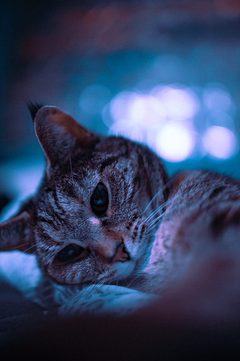 brown tabby cat in tilt shift lens, HD phone wallpaper