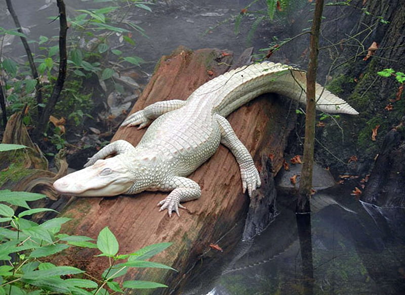 Albino Alligator, Alligator, Albino, Water, Album, White, Log, HD wallpaper