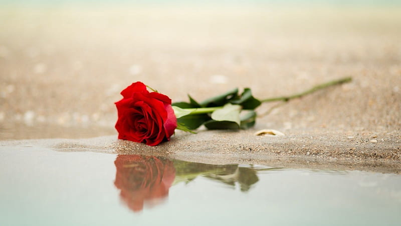 ღ❤ღ, red, love, bonito, roses, sea, HD wallpaper