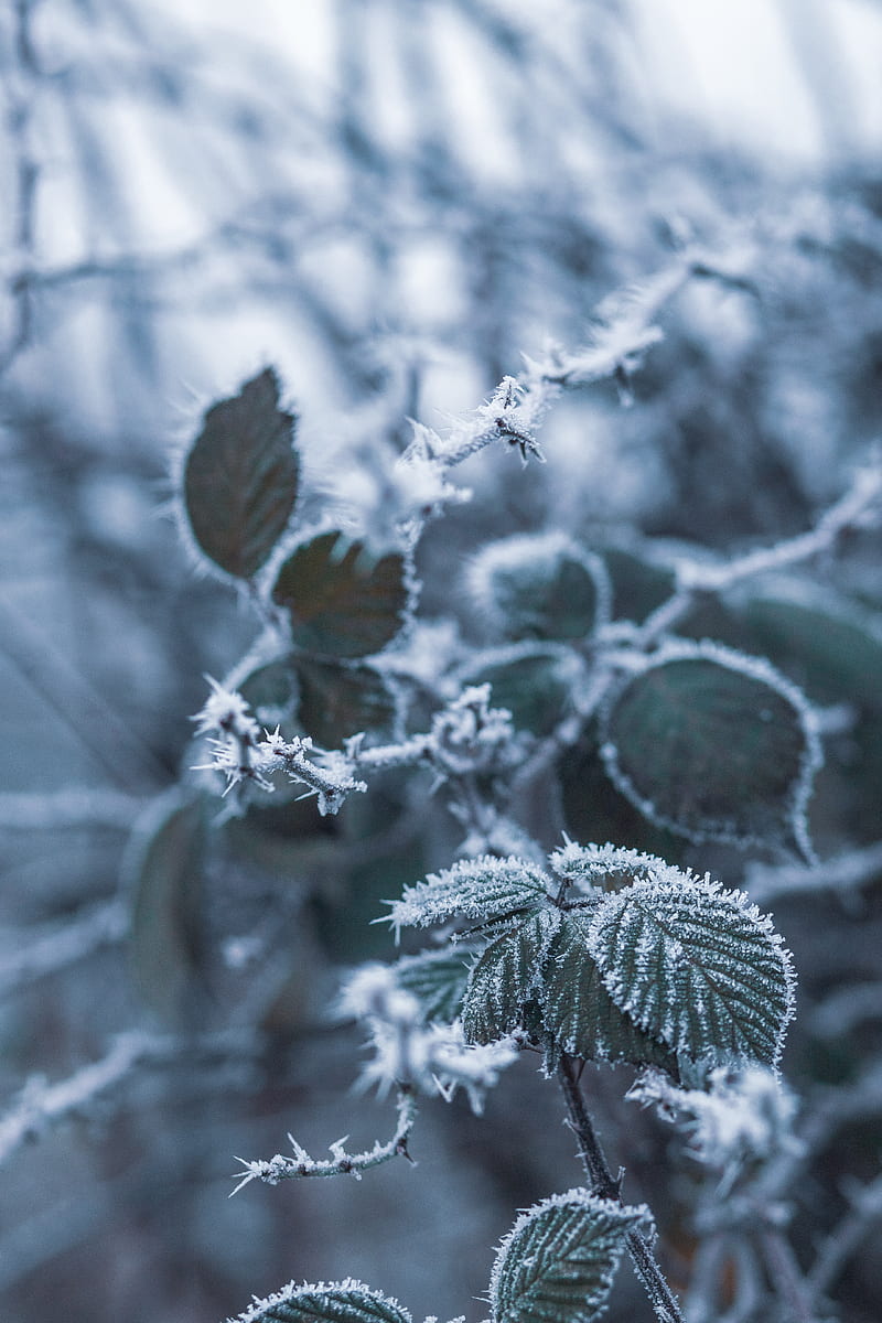 branch, frost, frosty, snow, macro, blur, HD phone wallpaper
