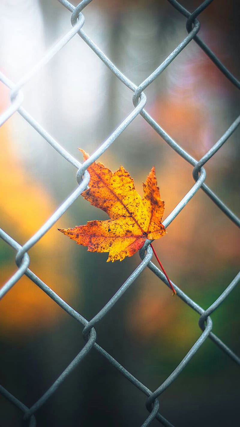 Fallen Leaf, autumn, bokeh, macro, mesh, nature, HD phone wallpaper