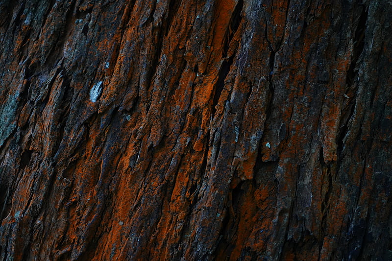 wood surface, texture, bark, moss, Abstract, HD wallpaper