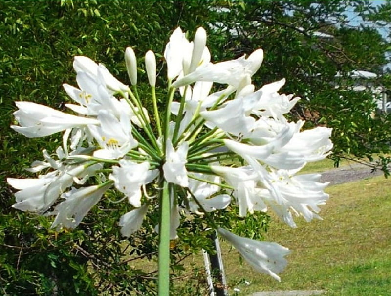 Agapanto blanco, flor blanca, planta, Fondo de pantalla HD | Peakpx