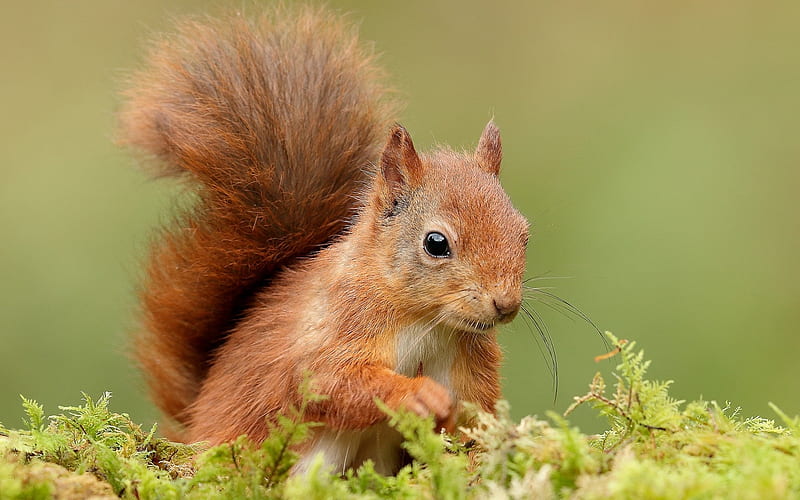 Squirrel, cute, red, veverita, green, orange, animal, HD wallpaper