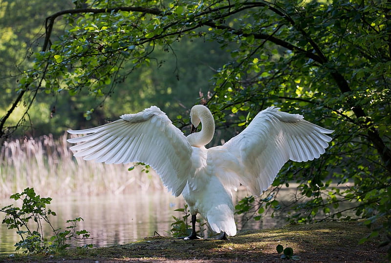 Waterbird Swan, water, wings, bird, white, trees, swan, animal, HD wallpaper
