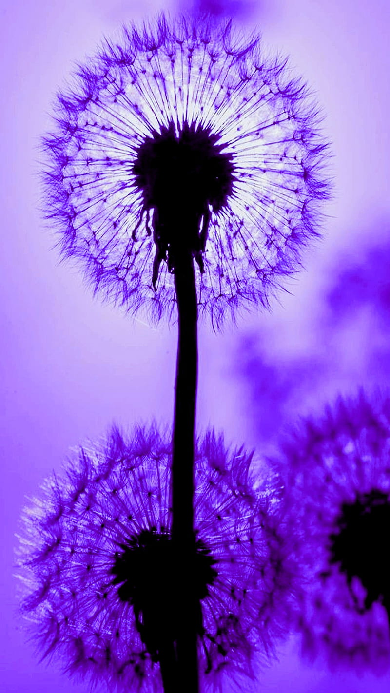 Purple wishes, dandelion, dandelions, flowers, light, purple, HD phone wallpaper