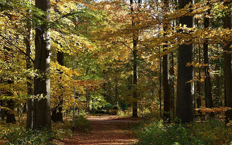 Autumn Parkway, autumn, Poland, path, park, HD wallpaper