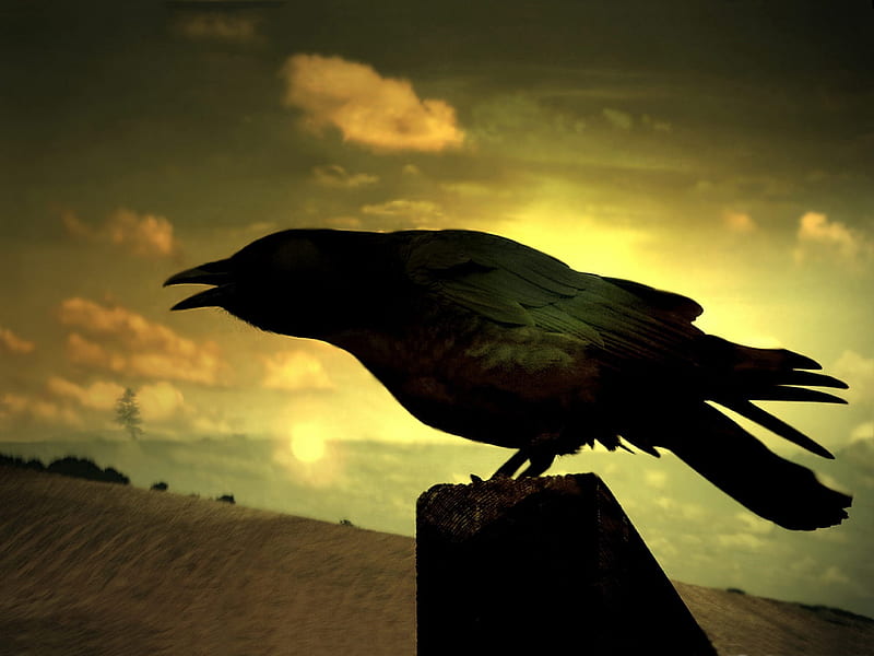 raven-Birds high-definition, HD wallpaper