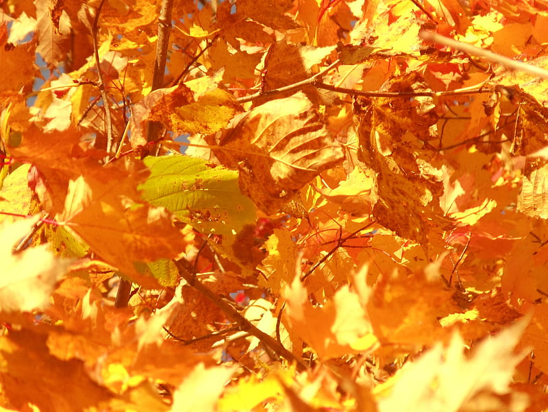 Golden leaves, fall, pretty, autumn, gold, leaves, sun, glory, bonito, HD wallpaper