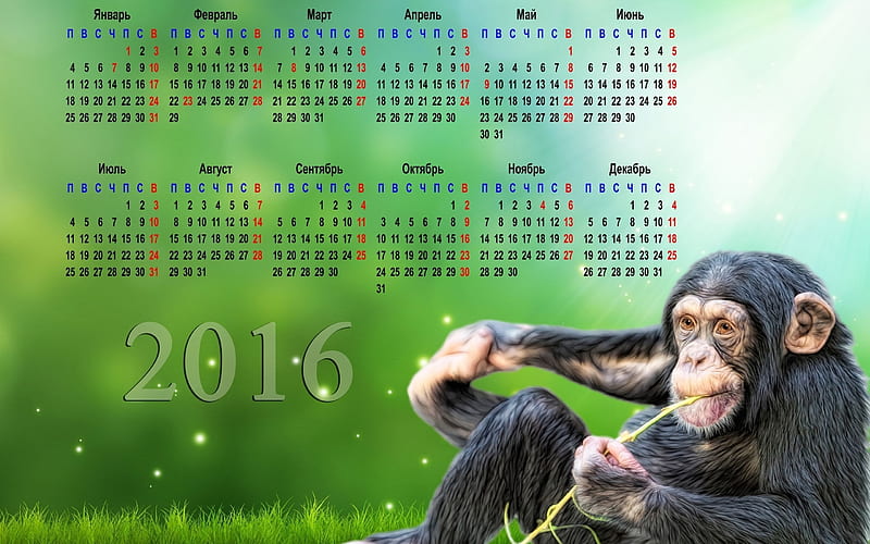 calendar, 2016, chimpanzees, HD wallpaper